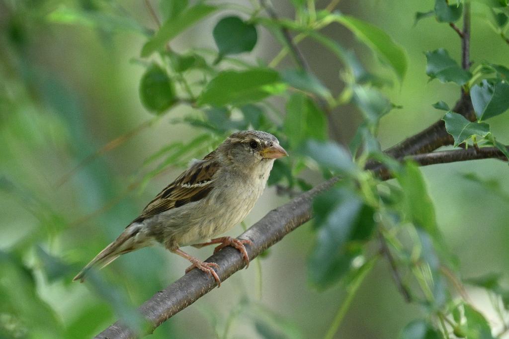 2025-07059472 River Bend Farm, MA.JPG - House Sparrow (f). River Bend Farm, MA, 7-5-2025